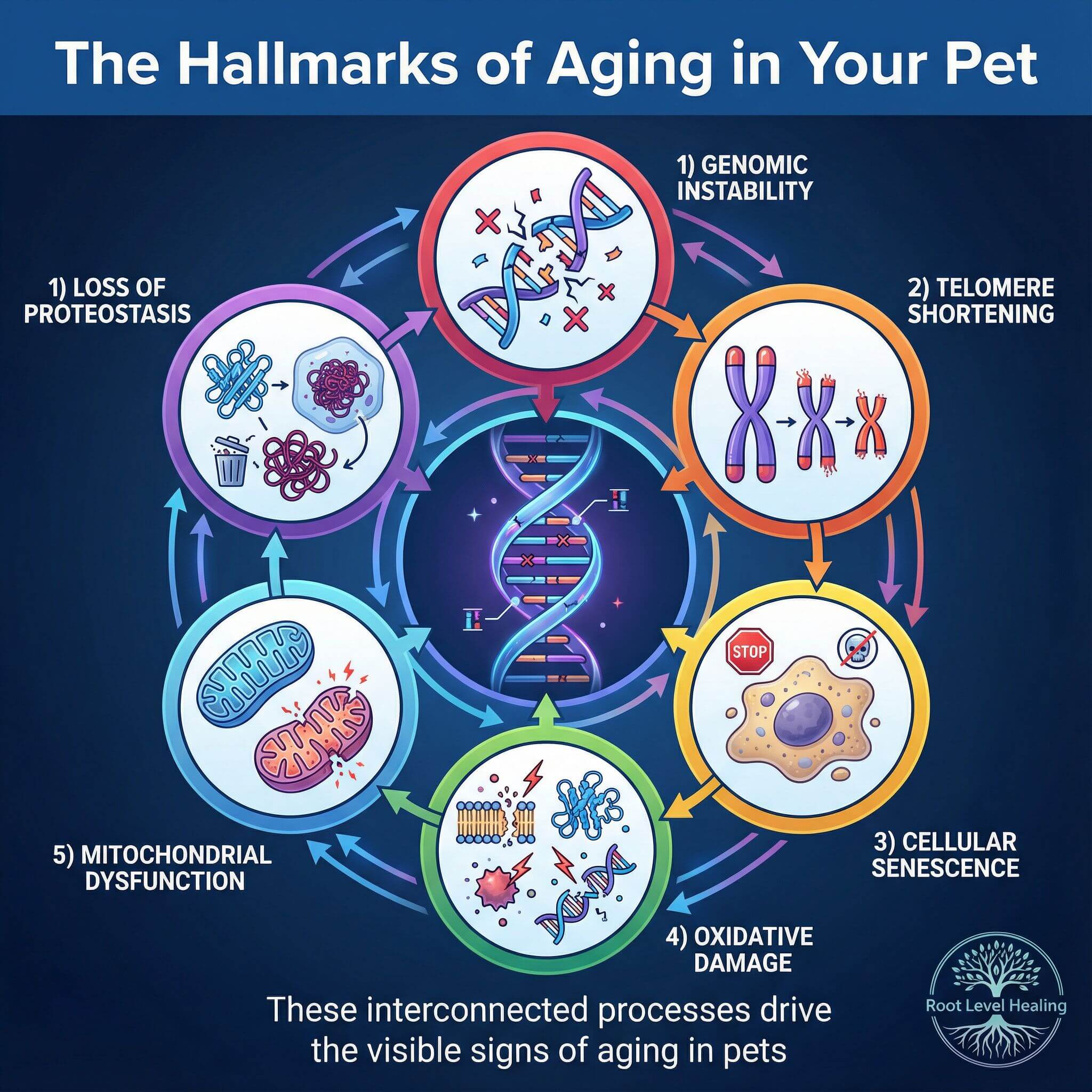 Circular diagram showing the six interconnected hallmarks of aging in pets: genomic instability, telomere shortening, cellular senescence, oxidative damage, mitochondrial dysfunction, and loss of proteostasis, with DNA helix in center and Root Level Healing branding