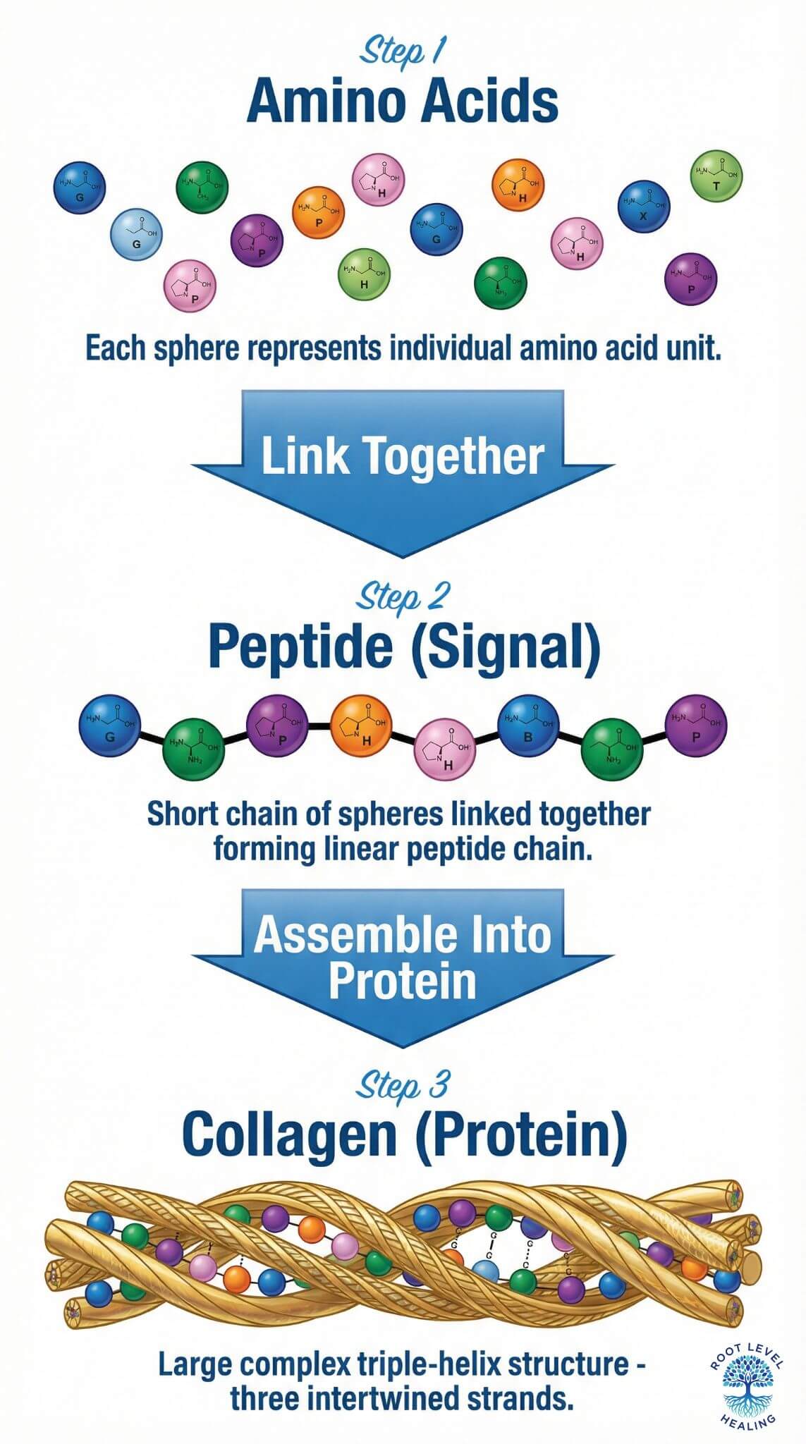 An infographic showing the hierarchy from individual amino acids to peptide chains to the final collagen protein structure.