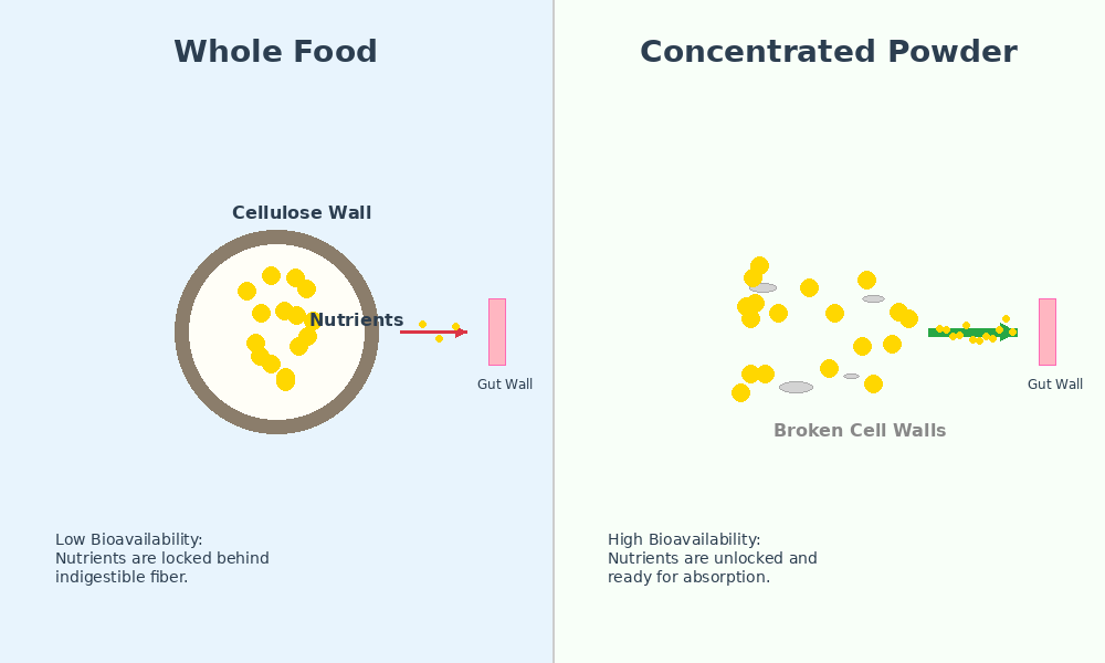 An infographic comparing nutrient absorption from a whole food versus a concentrated powder, showing higher bioavailability from the powder.