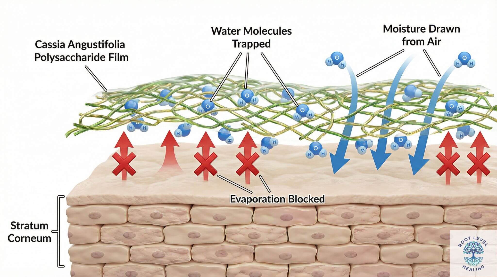 Infographic showing how Cassia Angustifolia seed extract forms a breathable film on the skin, locking in moisture and providing long-lasting hydration.