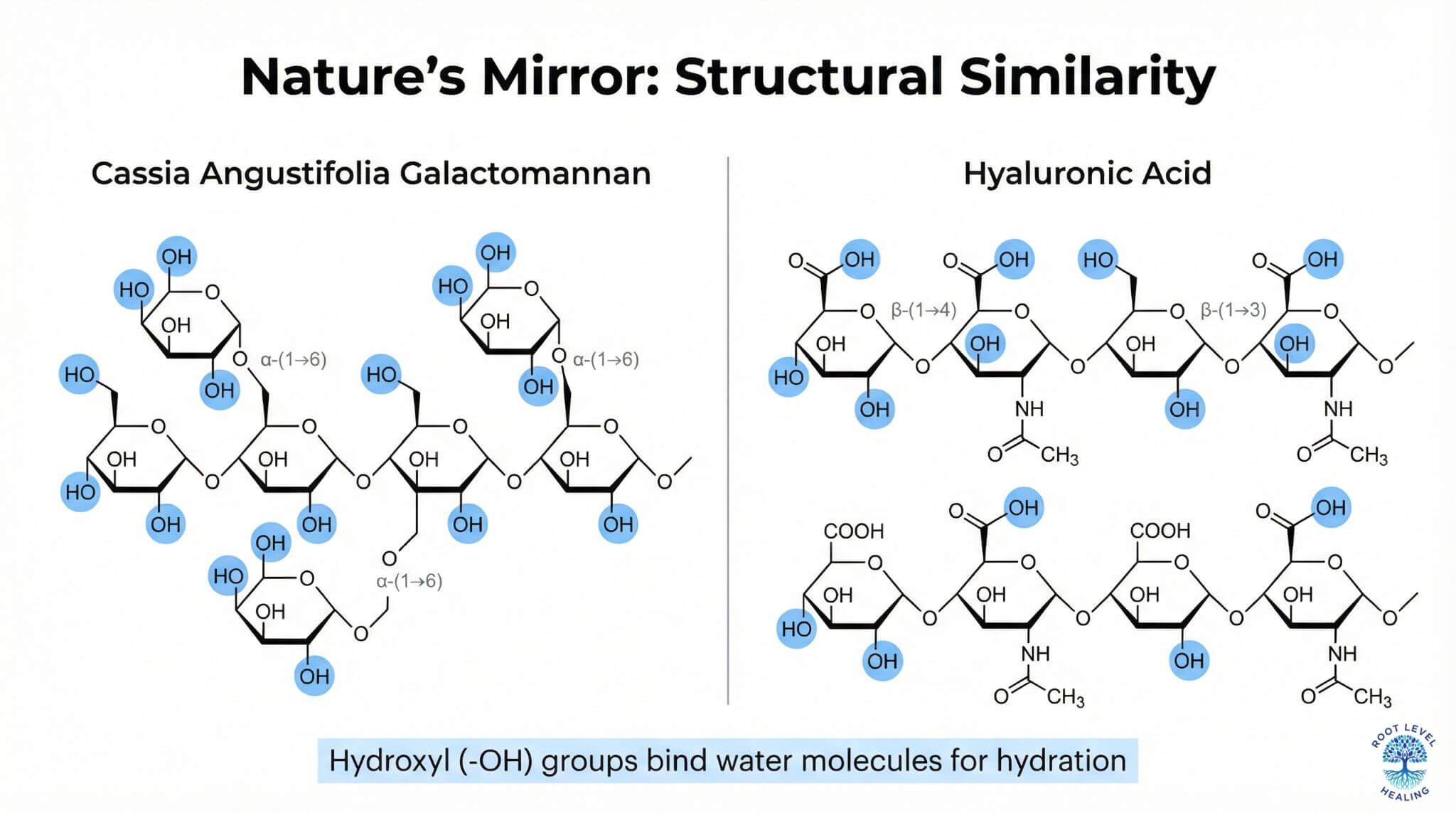 Infographic comparing the molecular structure of Cassia Angustifolia polysaccharides to hyaluronic acid, showing their similar water-binding capabilities.