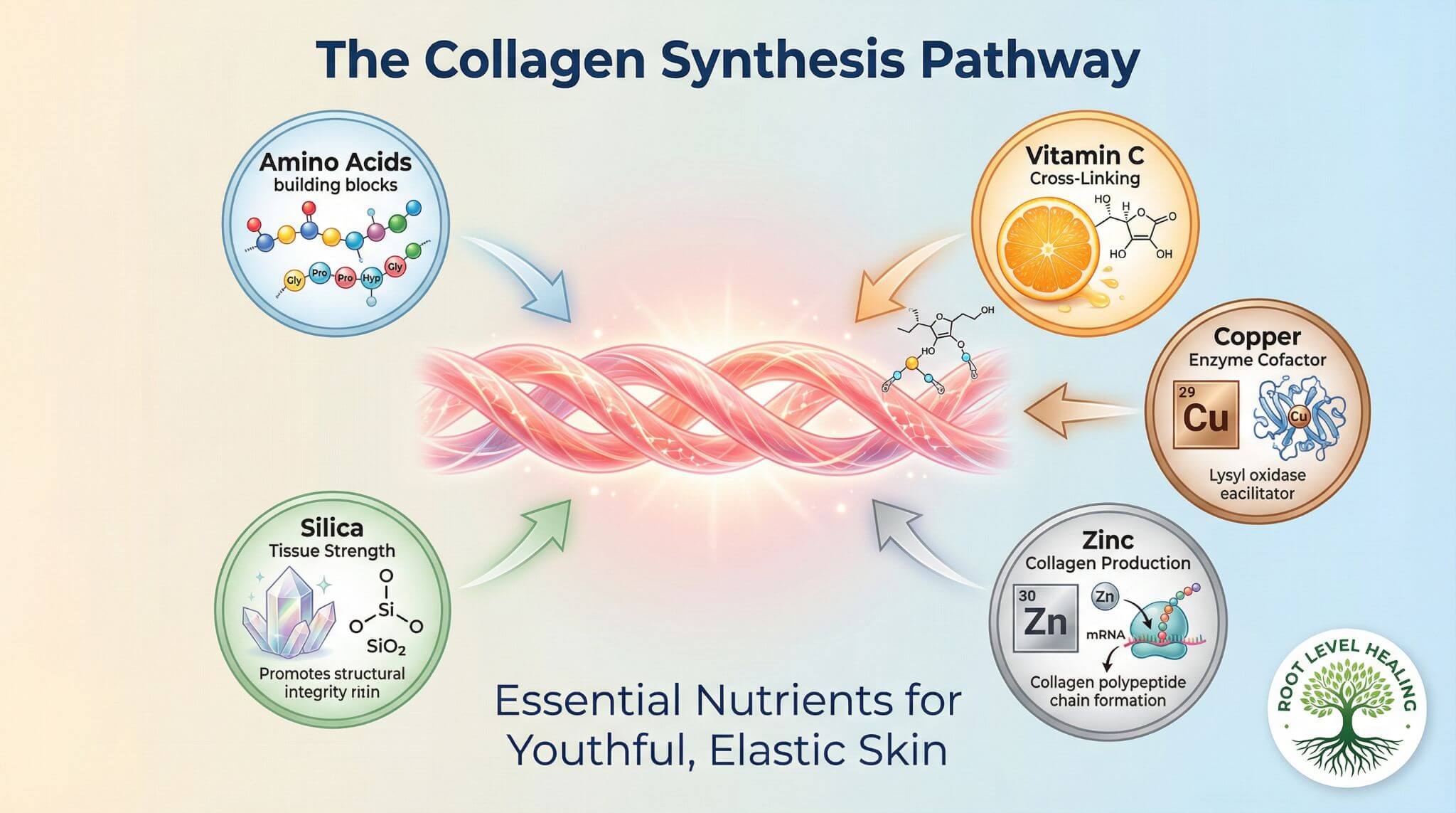 The collagen synthesis pathway showing how amino acids, vitamin C, copper, zinc, and silica work together to build new collagen and elastin for youthful skin