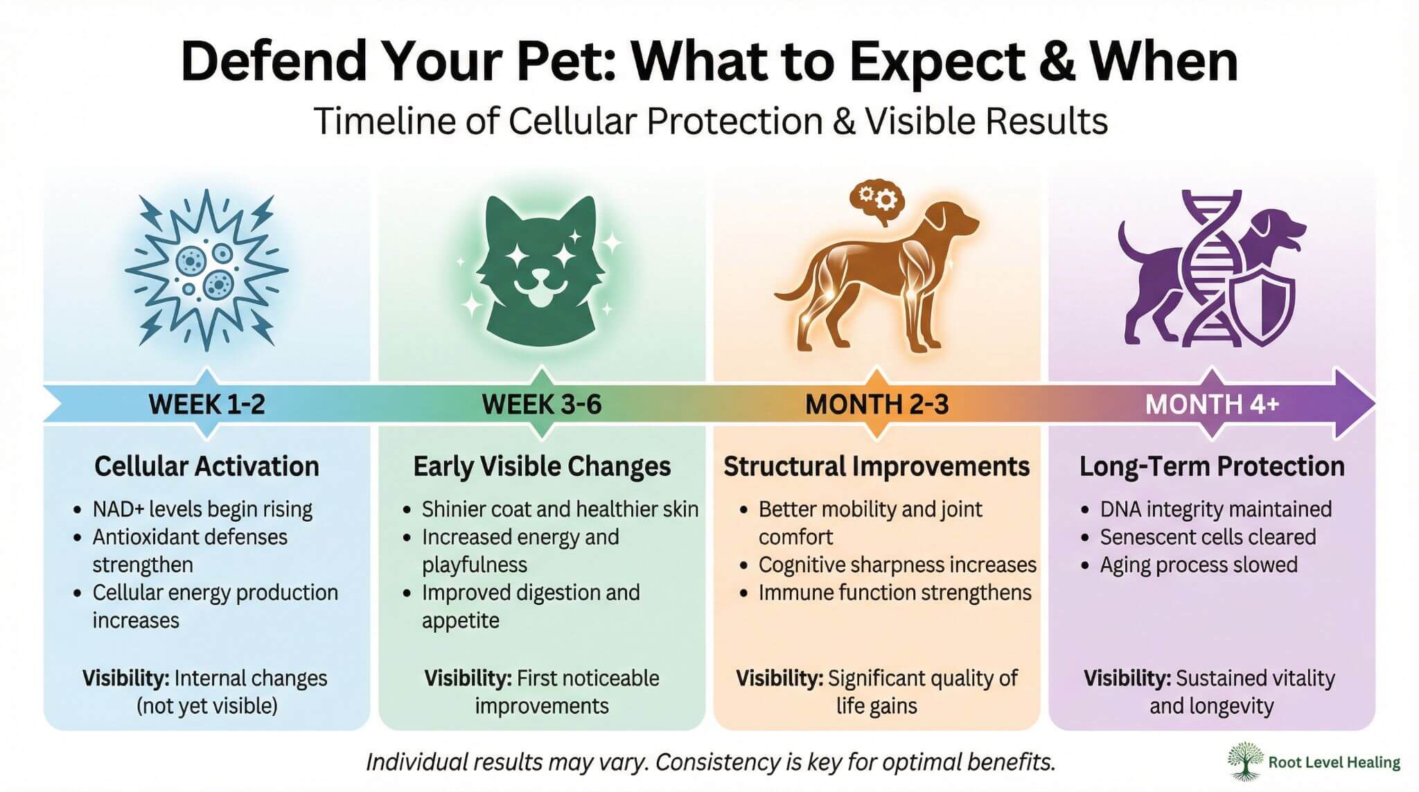 Timeline infographic showing Defend Your Pet results expectations from week 1-2 with visible improvements in coat shine and energy, week 3-6 with enhanced vitality and reduced inflammation, month 2-3 with structural improvements in mobility and cognition, and month 4 plus with long-term DNA protection and healthspan extension for dogs and cats
