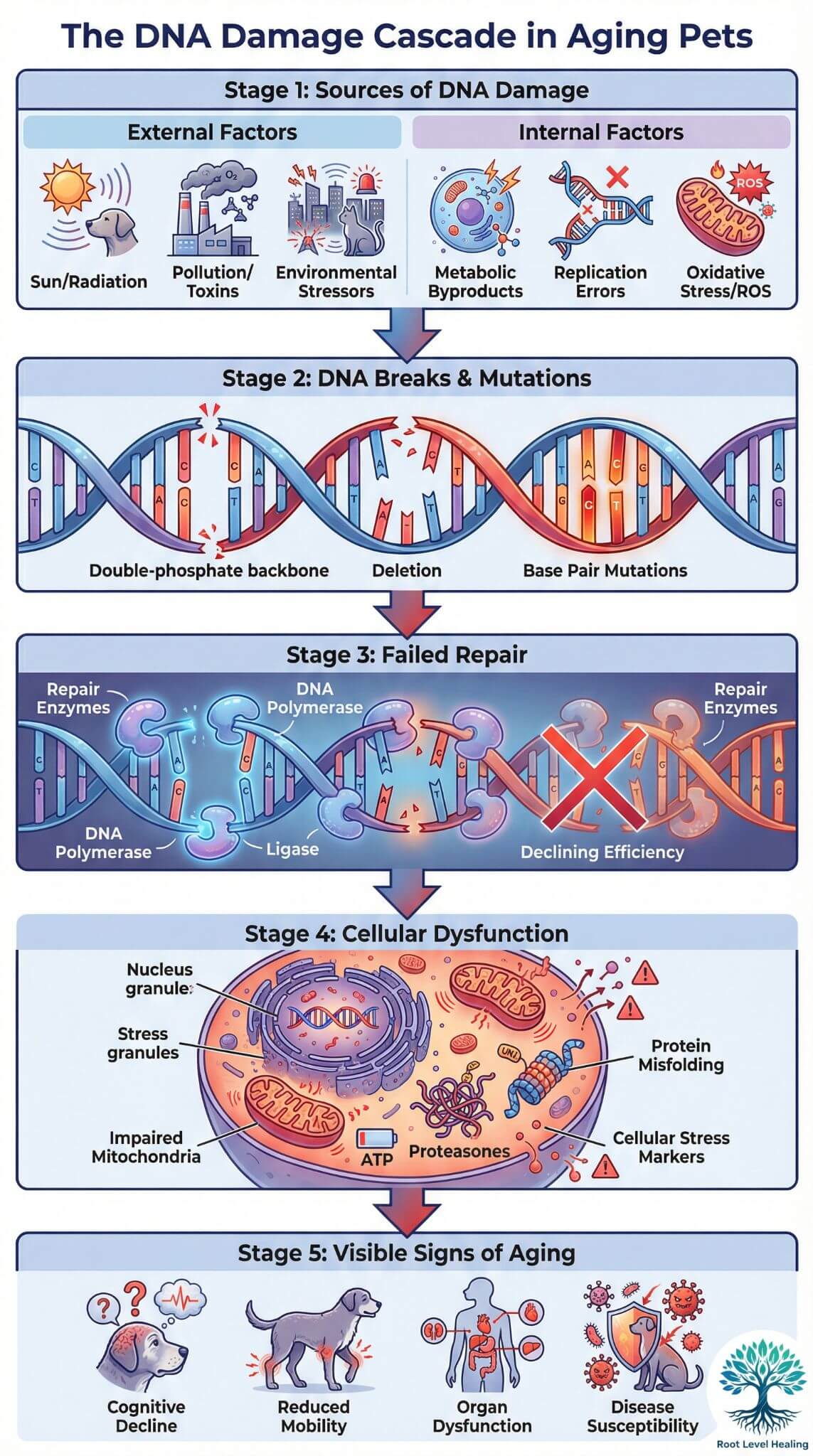 Comprehensive infographic showing the five-stage DNA damage cascade in aging pets, from external and internal damage sources through DNA breaks, failed repair, cellular dysfunction, to visible signs of aging including cognitive decline and reduced mobility