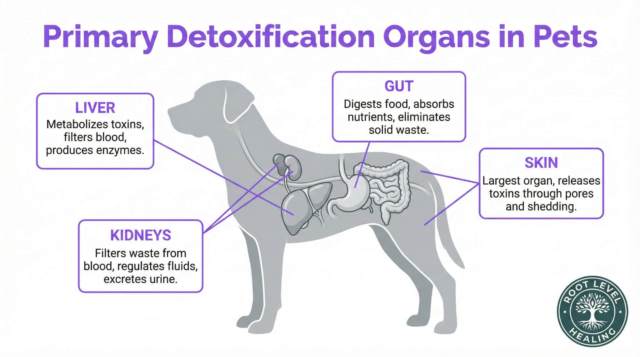 Diagram of the primary detoxification organs in pets: Liver, Kidneys, Gut, and Skin