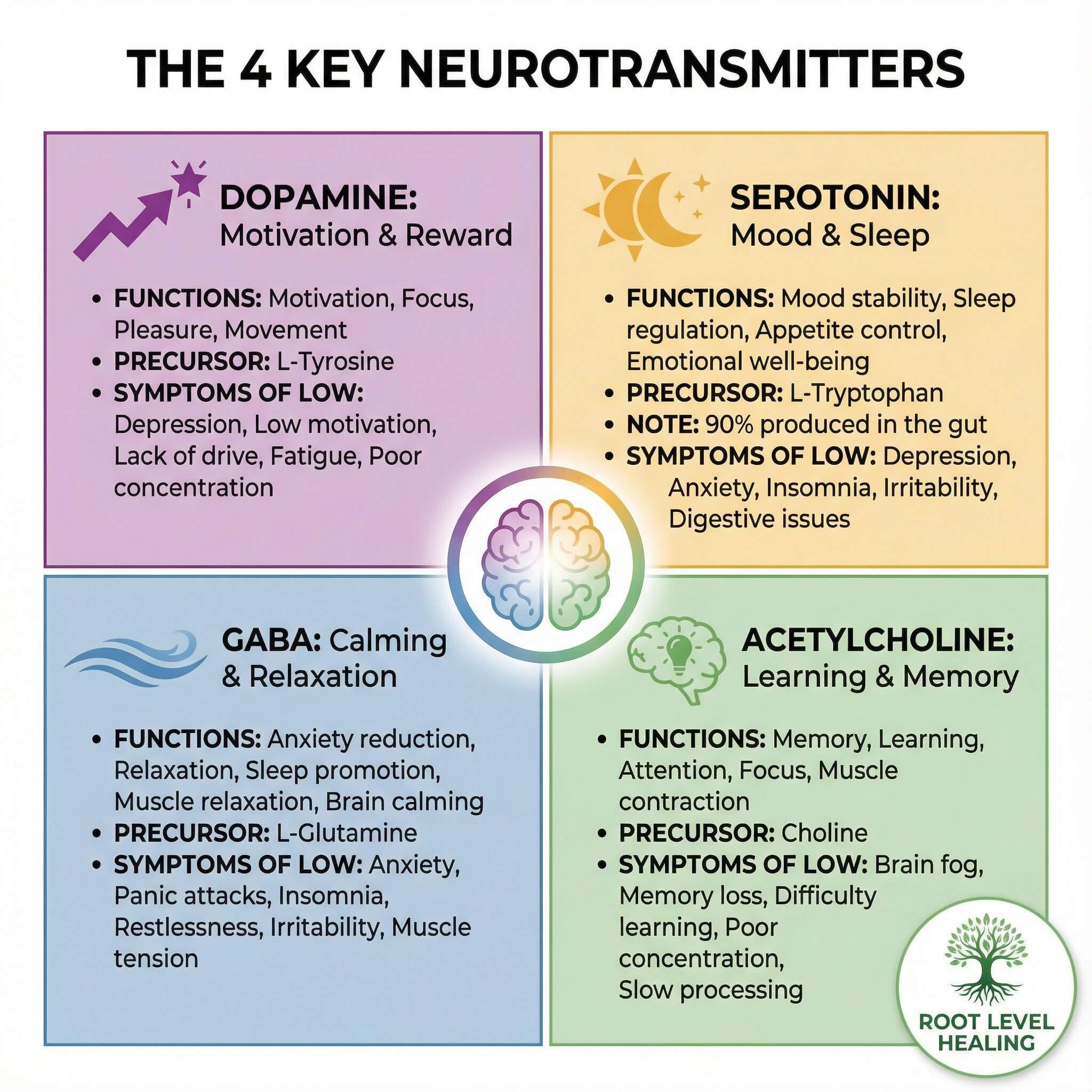 The 4 Key Neurotransmitters - Dopamine (Motivation & Reward), Serotonin (Mood & Sleep), GABA (Calming & Relaxation), Acetylcholine (Learning & Memory)