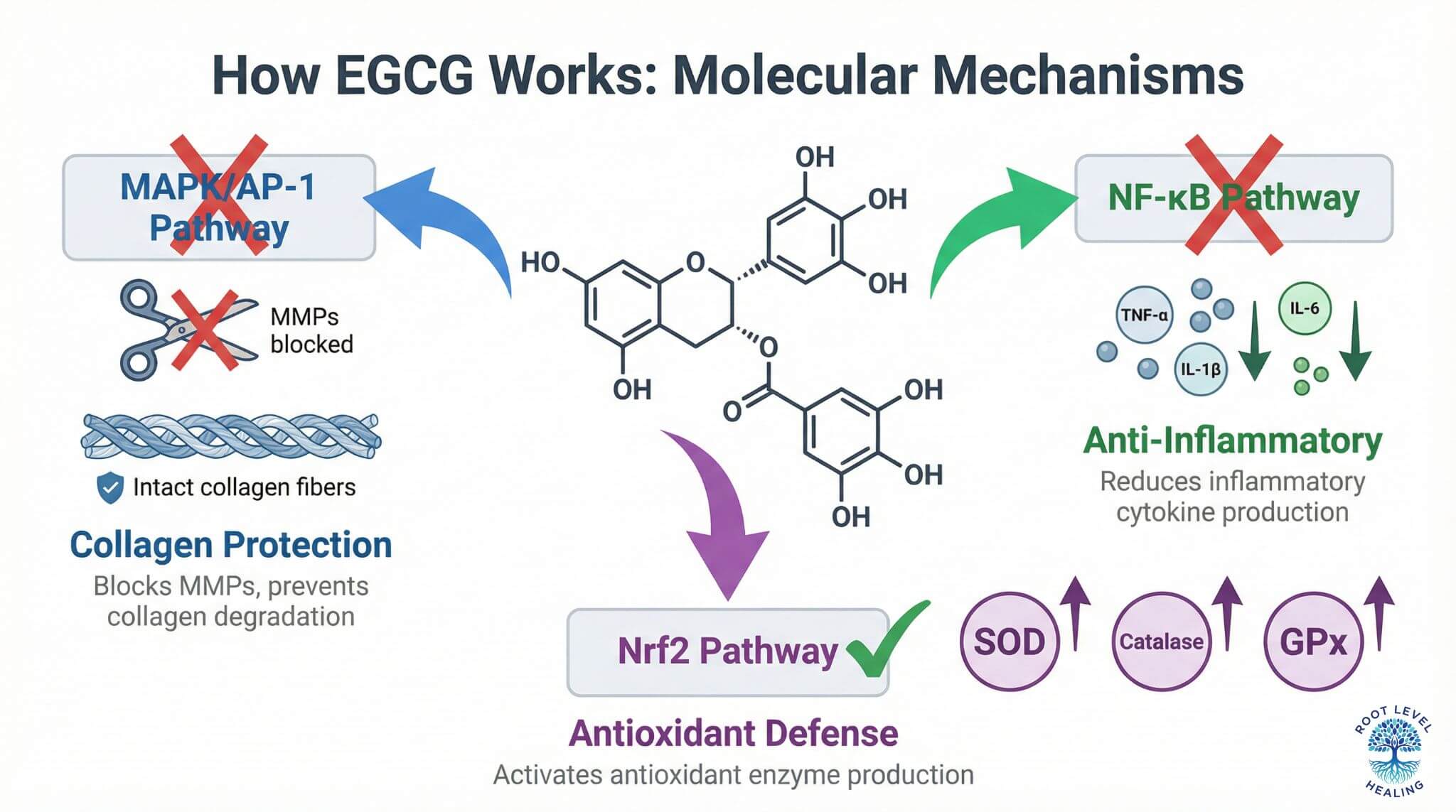 Infographic showing EGCG's molecular mechanisms including MAPK/AP-1 pathway inhibition, NF-κB pathway suppression, and Nrf2 pathway activation.