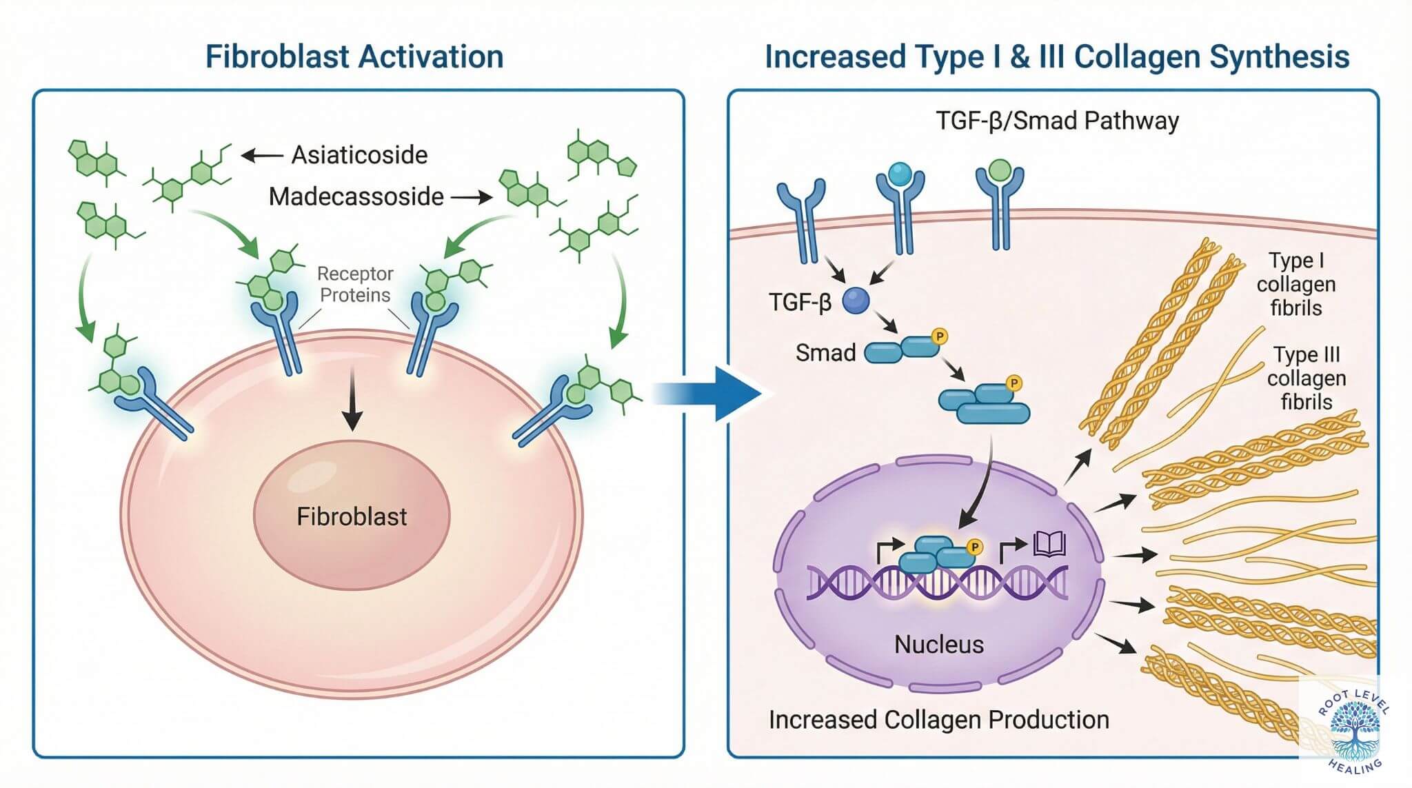 Infographic showing Gotu Kola (Centella asiatica) compounds stimulating fibroblasts to produce more Type I and Type III collagen fibers.