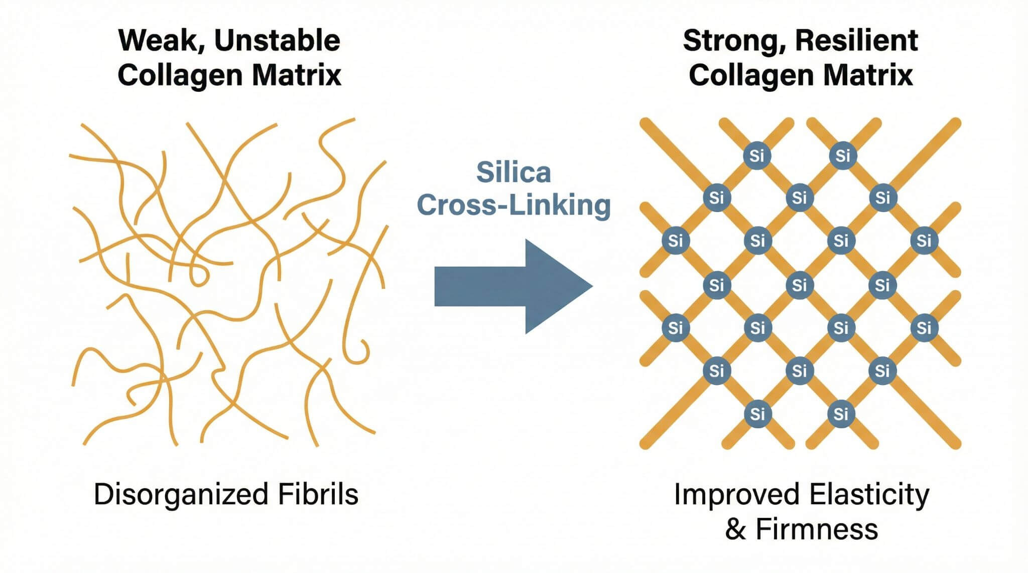 Diagram illustrating how silica from Horsetail extract helps to cross-link collagen fibers, strengthening the dermal matrix and improving skin elasticity.