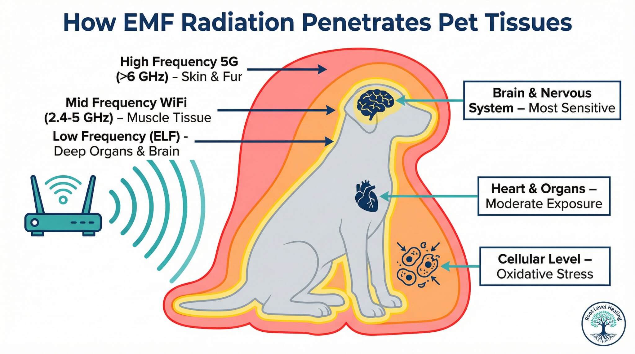 Educational diagram showing how different frequencies of EMF, 5G, and WiFi radiation penetrate a dog's body, with high-frequency 5G affecting skin, mid-frequency WiFi reaching muscle tissue, and low-frequency ELF waves penetrating to deep organs and brain