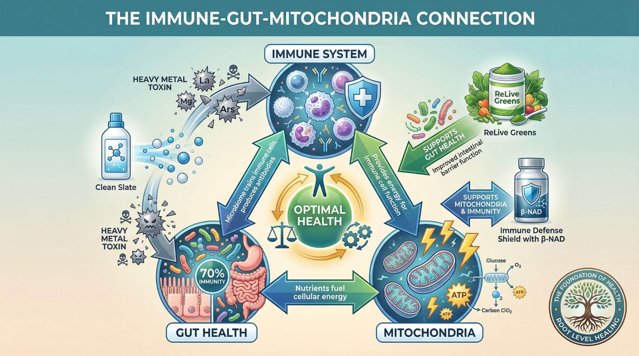 Immune-gut-mitochondria connection diagram showing how these three systems work together for optimal health