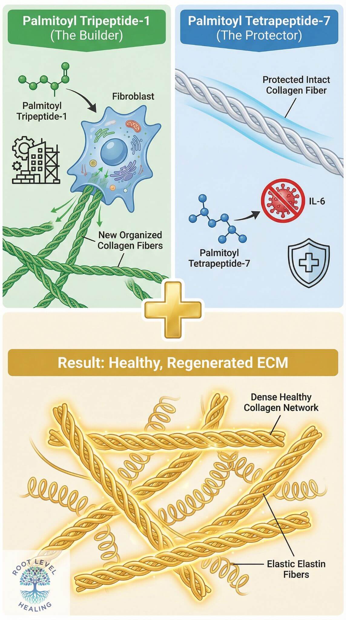 Infographic illustrating the synergistic action of Matrixyl 3000, with Palmitoyl Tripeptide-1 stimulating collagen synthesis and Palmitoyl Tetrapeptide-7 inhibiting inflammatory IL-6.