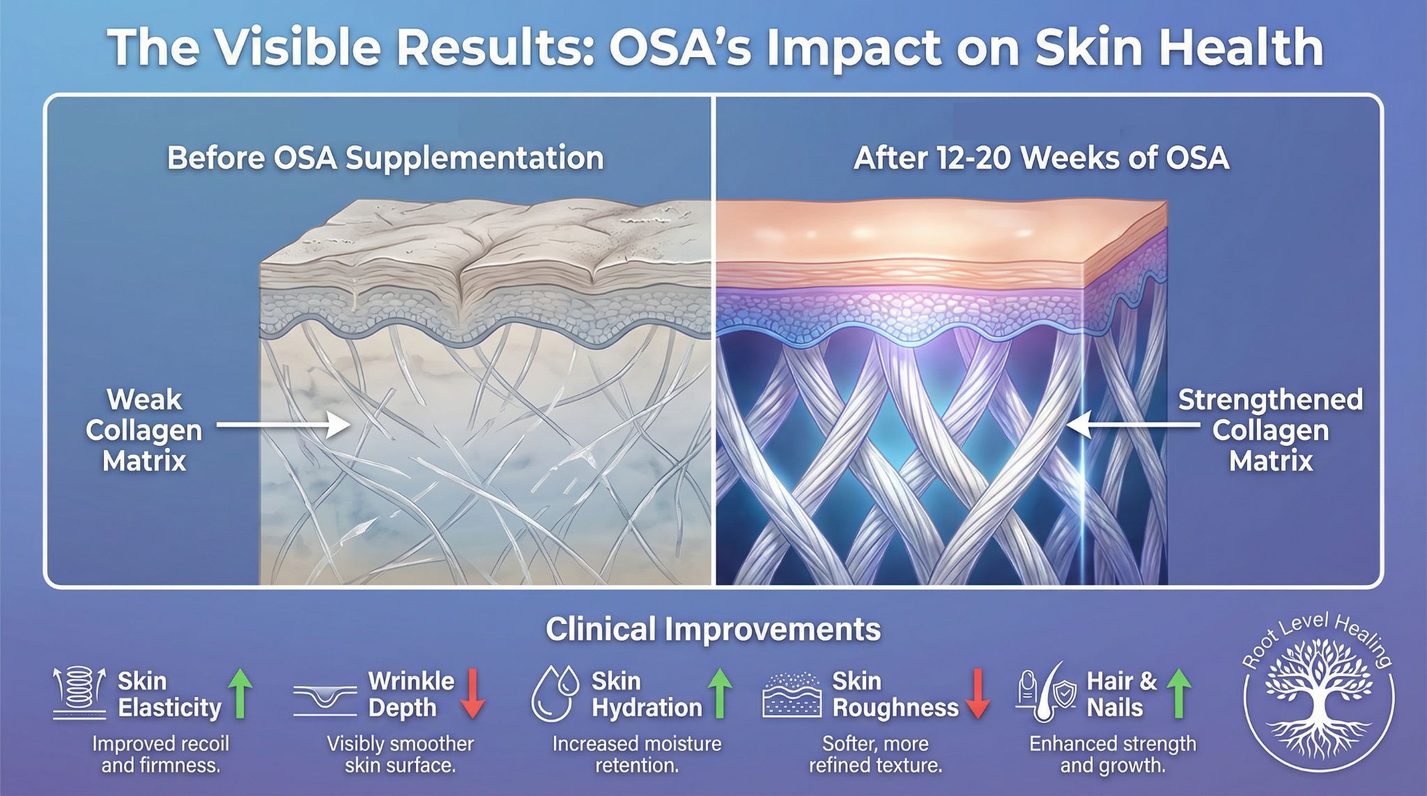 Before and after infographic showing the visible improvements in skin structure and health after OSA supplementation.