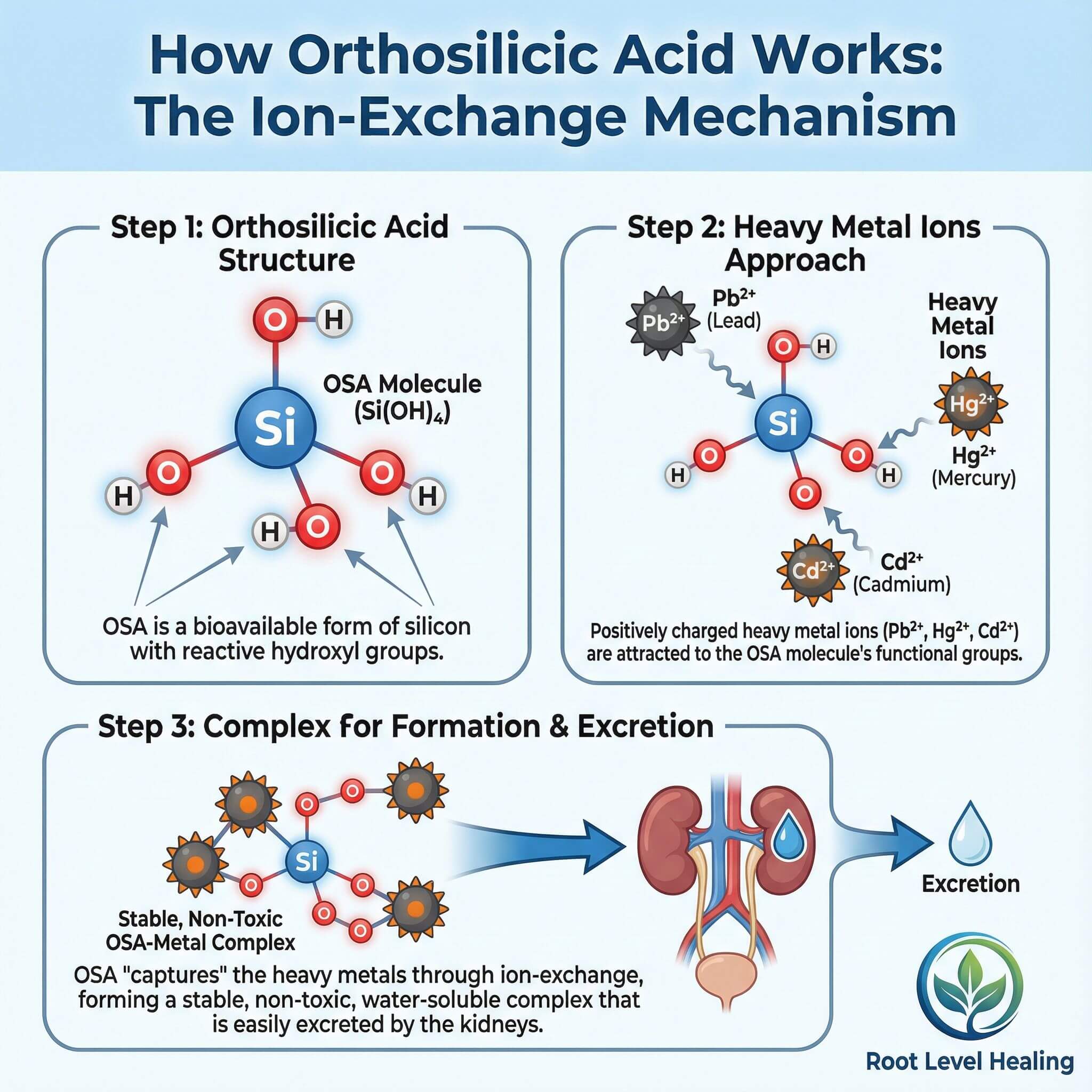 Scientific diagram showing how orthosilicic acid molecules bind to heavy metal ions through ion-exchange mechanism