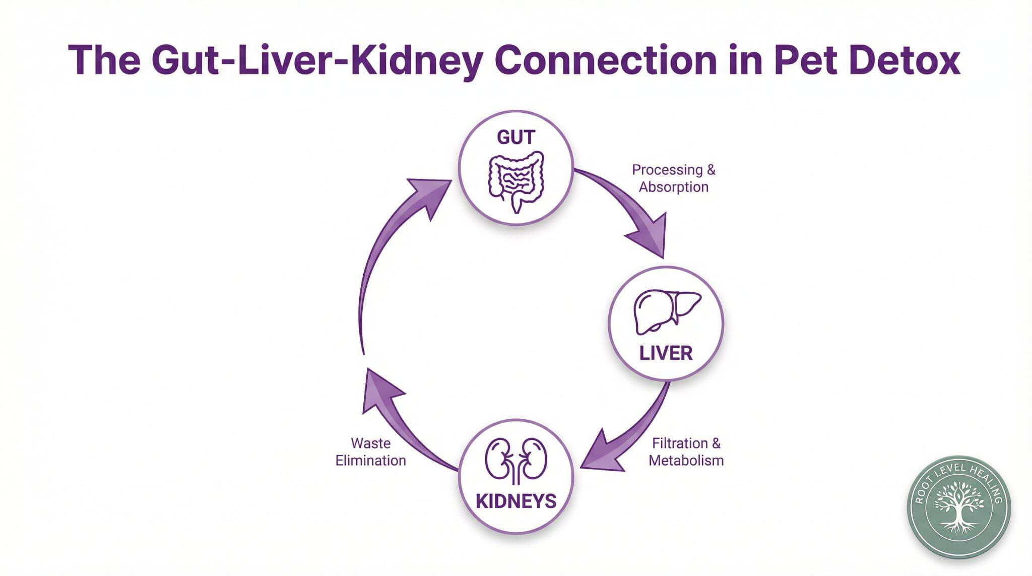 Diagram showing the connection between the Gut, Liver, and Kidneys in pet detoxification