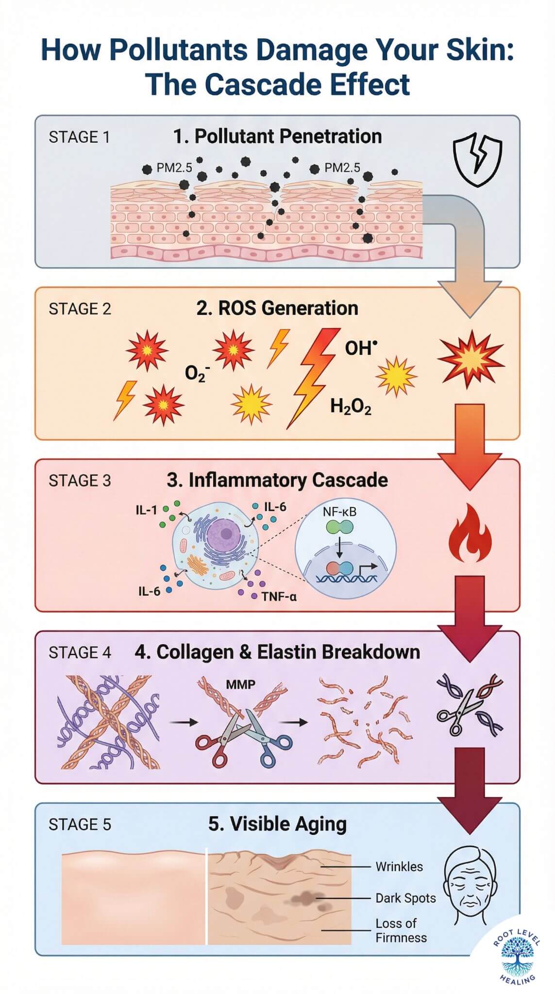 Five-stage flow diagram showing how pollutants damage skin: penetration through barrier, ROS generation, inflammatory cascade, collagen breakdown by MMPs, and visible aging signs including wrinkles and dark spots.