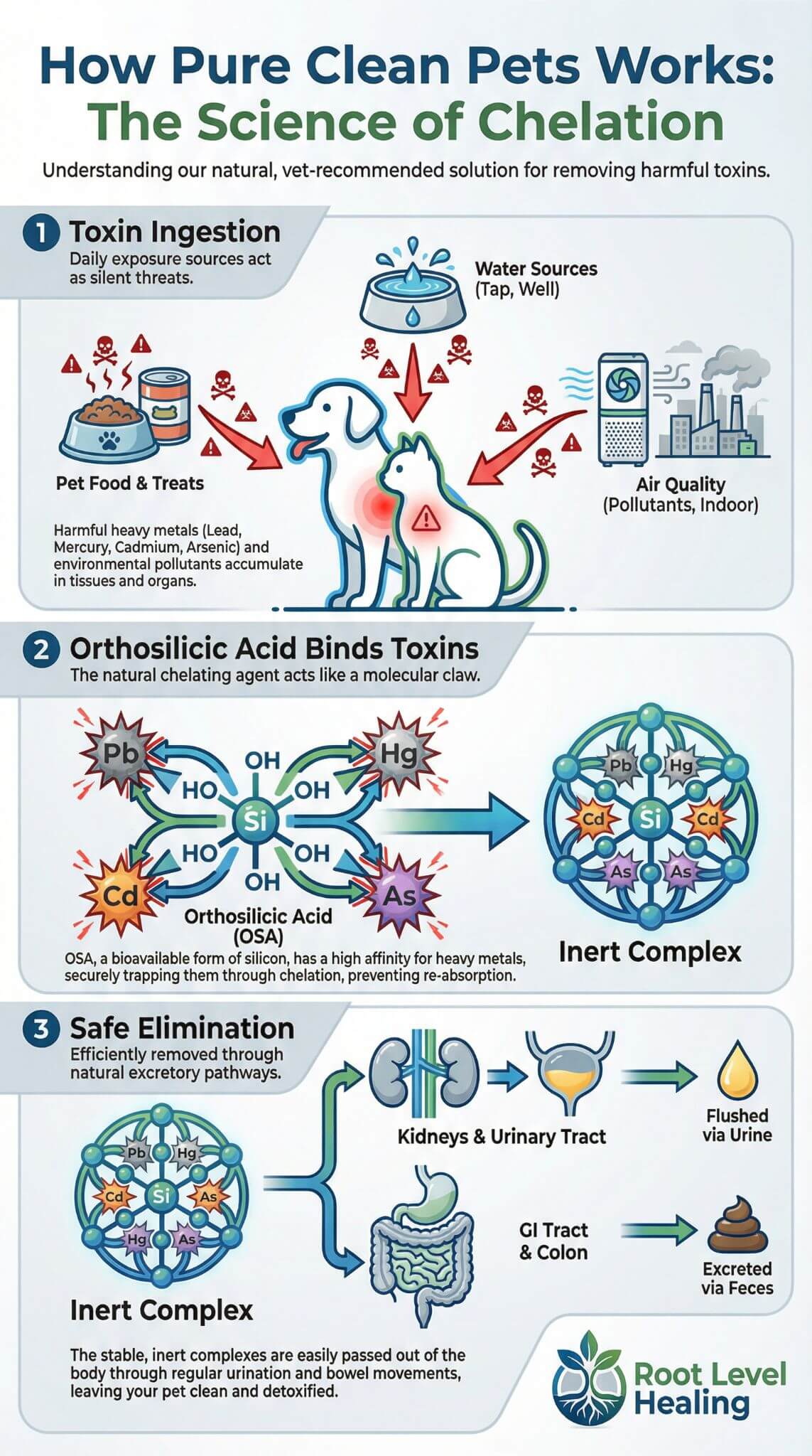 Infographic showing how orthosilicic acid chelates heavy metals through ion-exchange mechanism