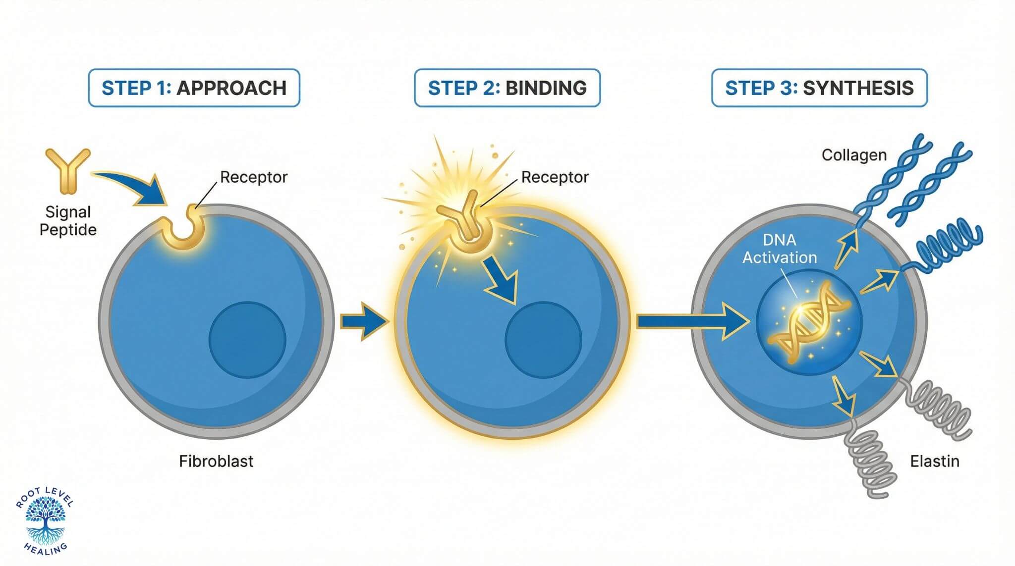 Infographic showing a signal peptide binding to a fibroblast receptor, triggering a signaling cascade that leads to increased collagen and elastin synthesis in the cell nucleus.
