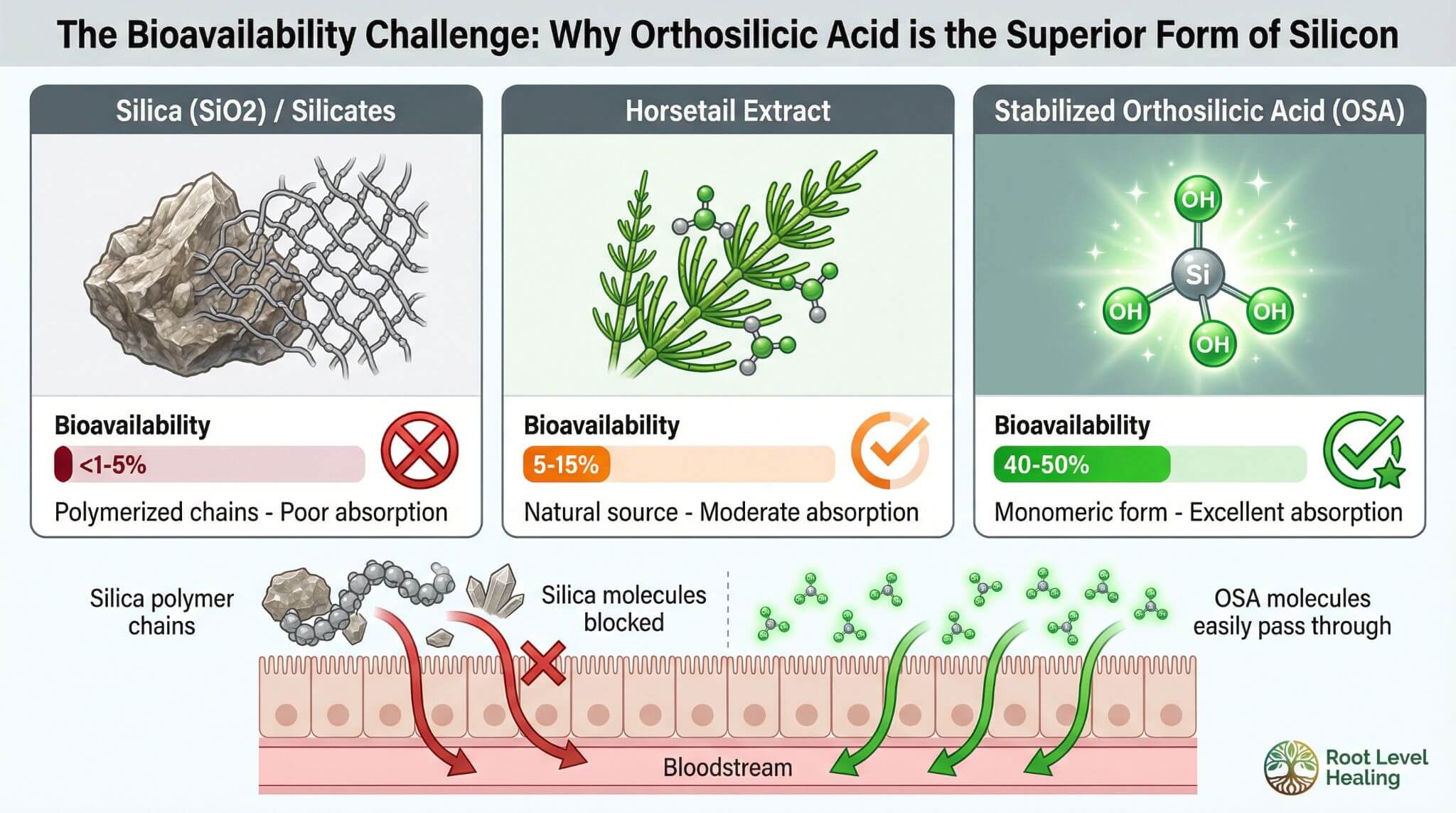 Comparison chart showing the bioavailability of different forms of silicon.