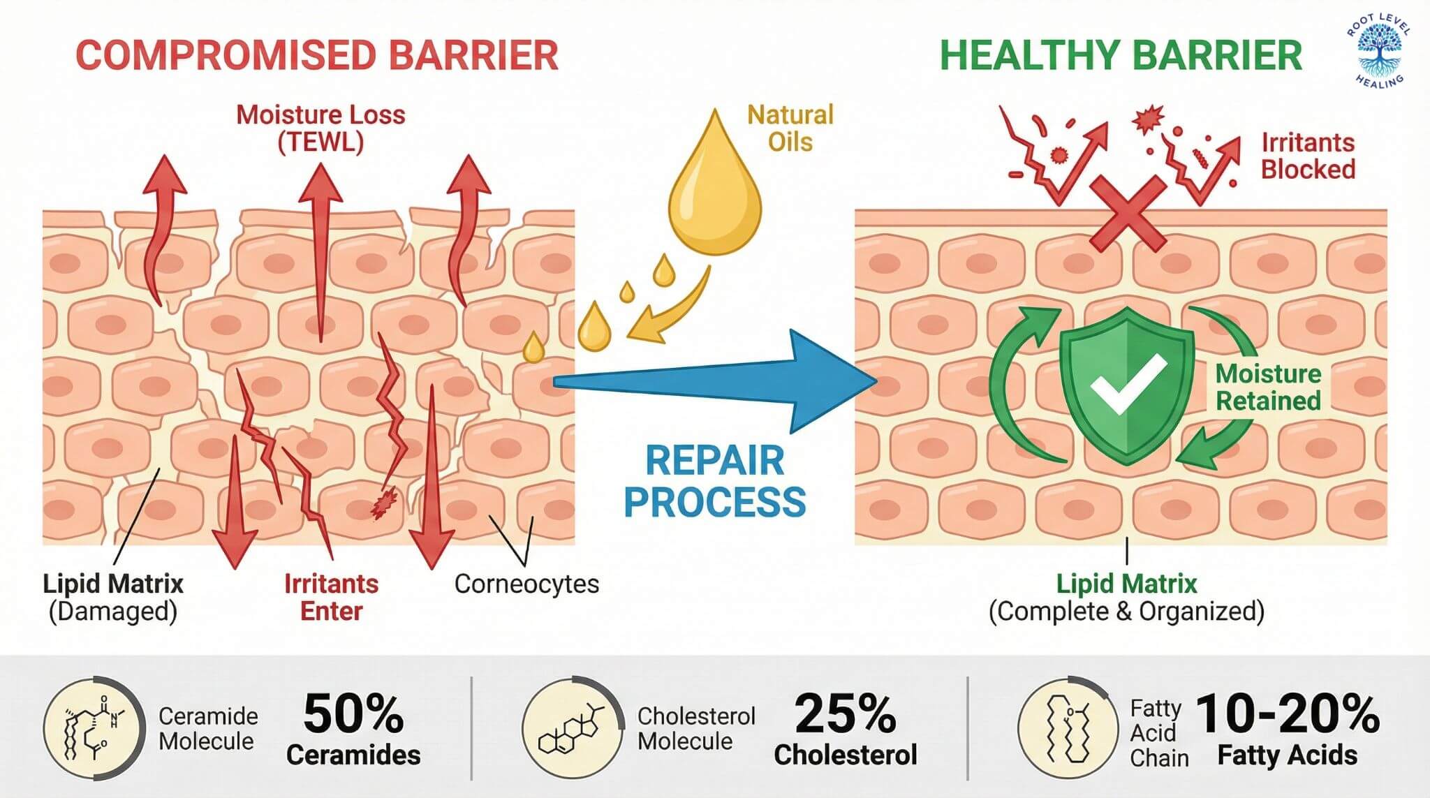 Infographic illustrating the structure of the skin's lipid barrier, with corneocytes as bricks and a matrix of ceramides, cholesterol, and fatty acids as the mortar, being repaired by natural oils.