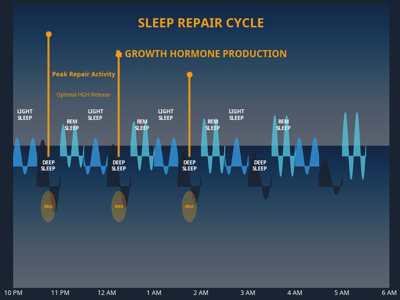 Scientific diagram showing the sleep cycle and how growth hormone and cellular repair peak during deep sleep phases