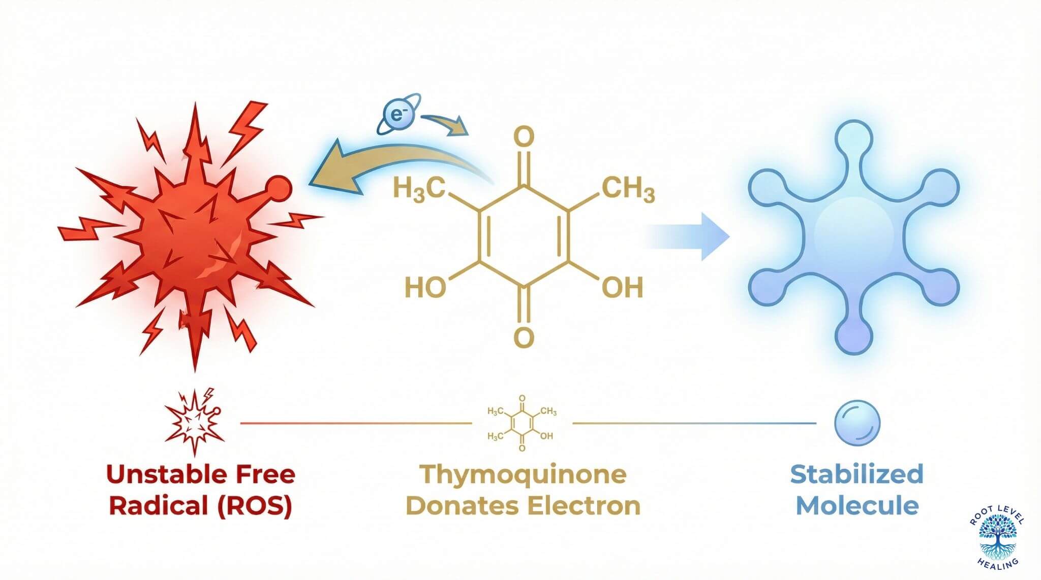 Infographic illustrating thymoquinone's antioxidant mechanism, showing it neutralizing a free radical to prevent cellular damage.