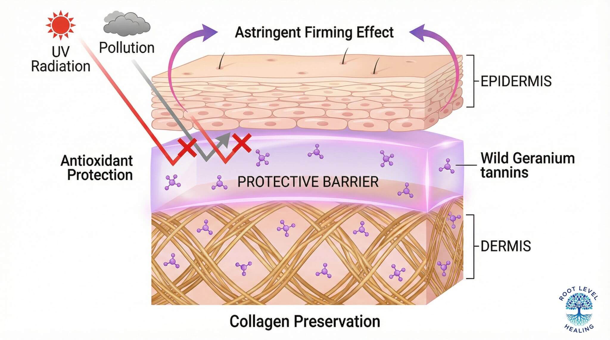 Illustration showing how tannins from Wild Geranium extract tighten the skin's surface and protect the underlying collagen matrix from environmental damage.